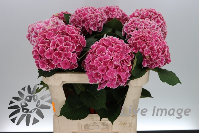 <h4>Hydrangea my beautiful rio</h4>