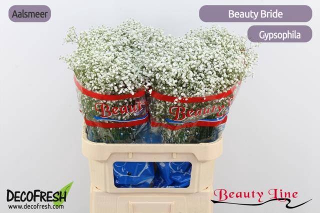 <h4>GYPS PA BEAUTY BRIDE</h4>