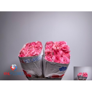 R GR PINK X-PRESSION