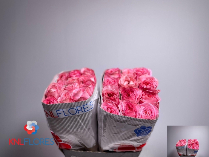 <h4>R GR PINK X-PRESSION</h4>