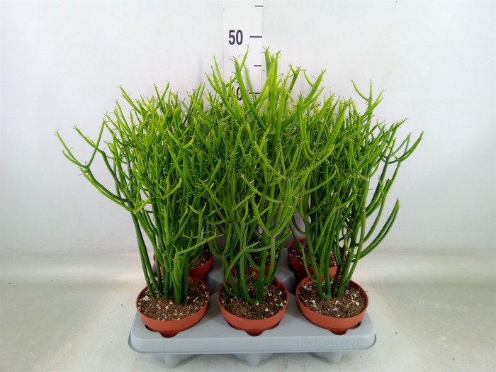<h4>Euphorbia tirucalli</h4>