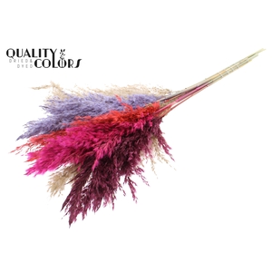 Pampas Grass 70cm 10st/bunch Colourful 9