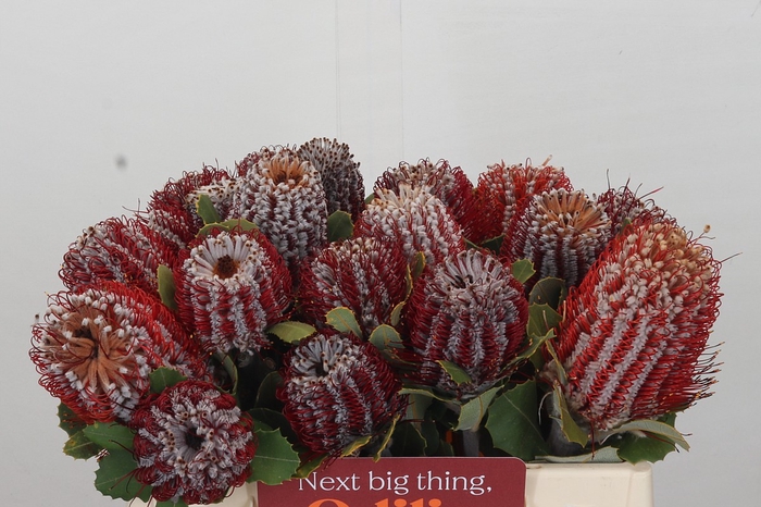 <h4>Banksia Coccinea</h4>