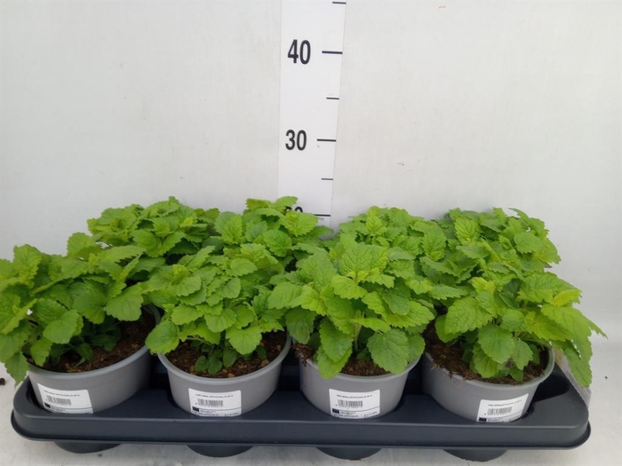 <h4>Melissa officinalis</h4>