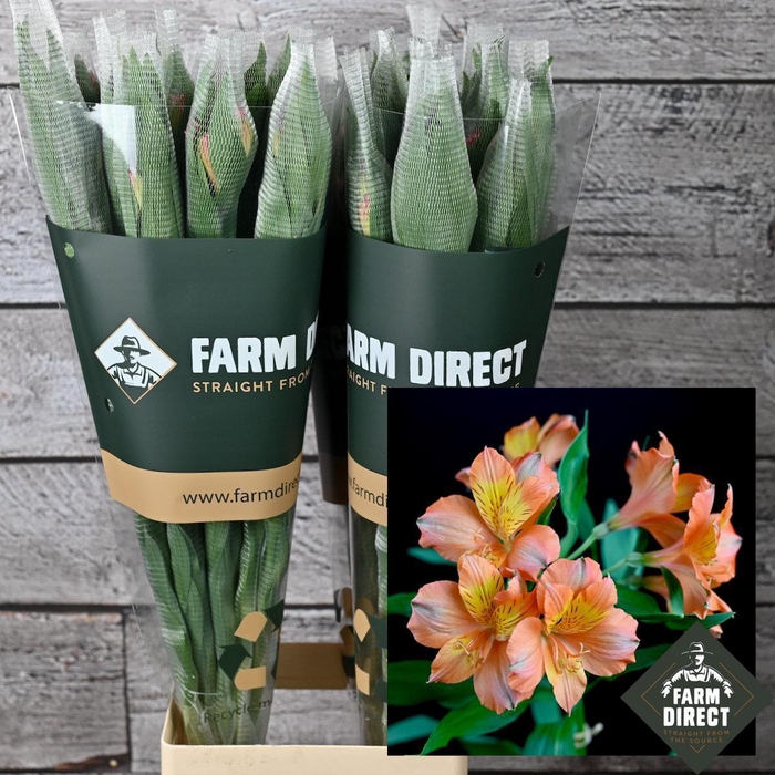 <h4>ALSTRO ORANGE QUEEN 70GR</h4>