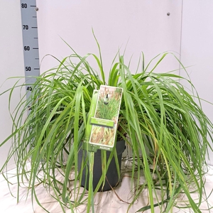 Pennisetum alopecuroides