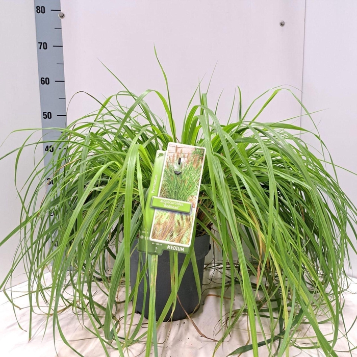 <h4>Pennisetum alopecuroides</h4>