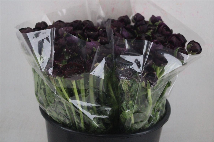 <h4>Ran Elegance Violet</h4>