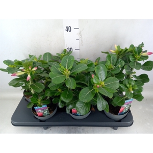Adenium   ...mix