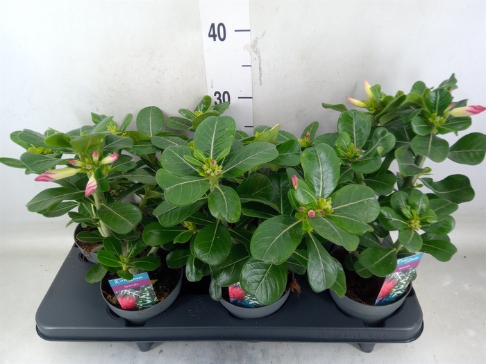 <h4>Adenium   ...mix</h4>