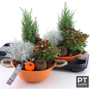 ARR TUINPLANTEN