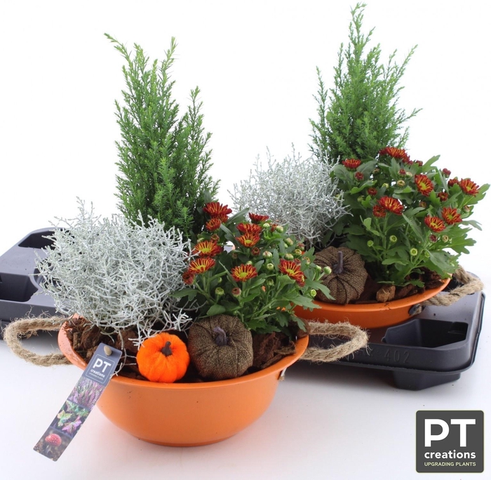 <h4>ARR TUINPLANTEN</h4>