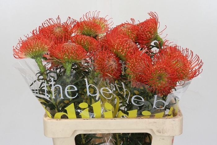 <h4>LEUCO CO SUCCESSION</h4>