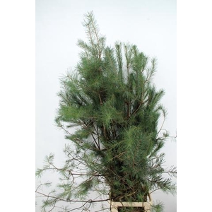 PINUS ALASKA 180CM PER STEM