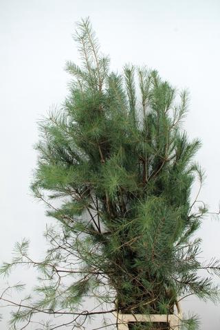 <h4>PINUS ALASKA 180CM PER STEM</h4>