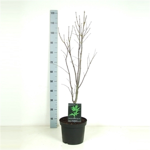 Acer palmatum 'Osakazuki' P26 Full CC