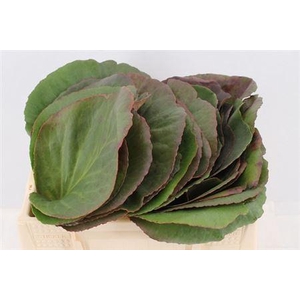 BERGENIA CORDIFOLIA PER STEM