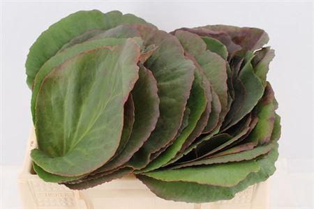 <h4>BERGENIA CORDIFOLIA PER STEM</h4>