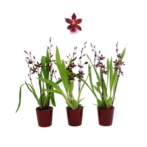 Inca Cambria Barrocco Red 3+ spike 9cm in Red ceramic