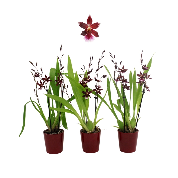 <h4>Inca Cambria Barrocco Red 3+ spike 9cm in Red ceramic</h4>