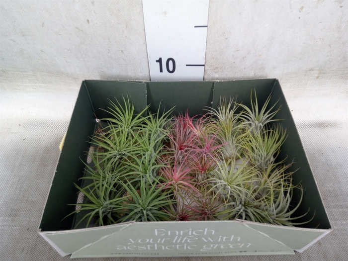 <h4>Tillandsia</h4>