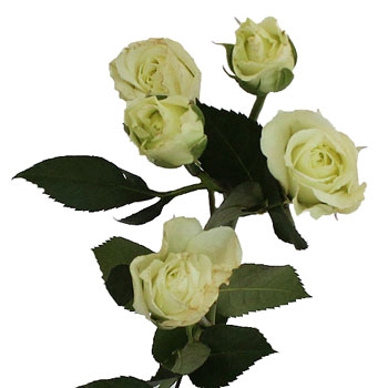 <h4>ROSA SPRAY SNOWFLAKE 040 CM</h4>