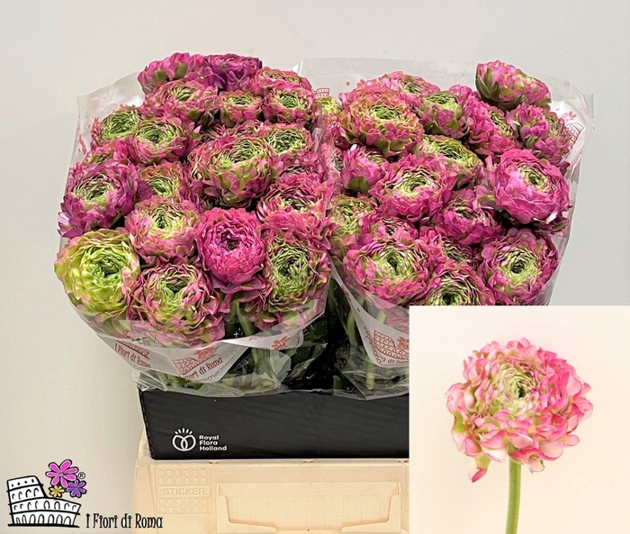 <h4>Ran Pon-Pon Malva</h4>