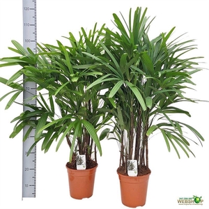RHAPIS EXCELSA