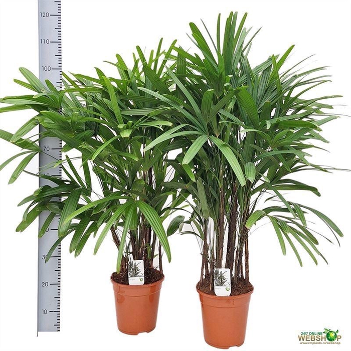 <h4>RHAPIS EXCELSA</h4>