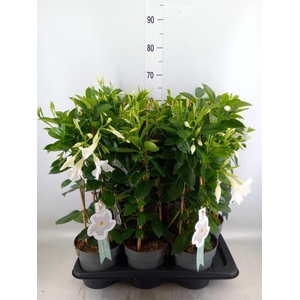 Mandevilla sand. 'SumStar White'