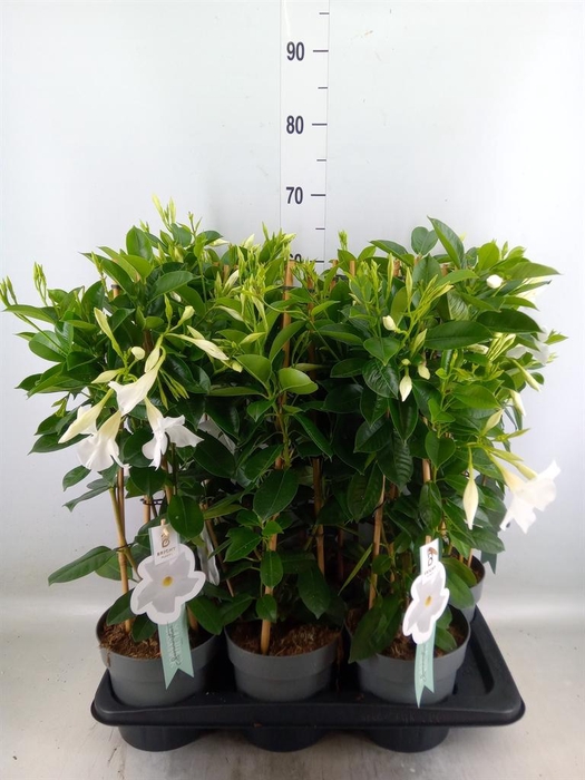 <h4>Mandevilla sand. 'SumStar White'</h4>