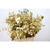 Euca Cinerea Klb. Antiek Gold X5 300 Gram