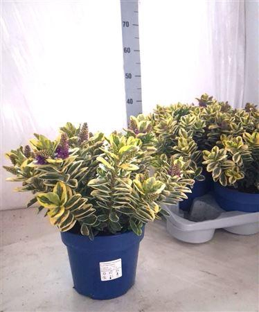 <h4>Hebe Variegata</h4>