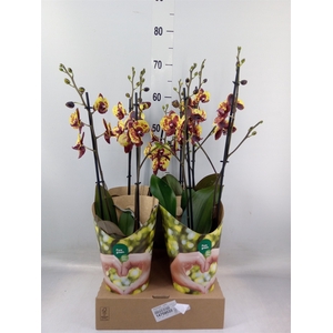 Phalaenopsis   ...yellow
