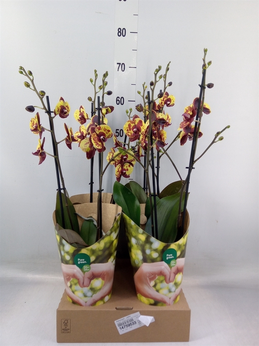<h4>Phalaenopsis   ...yellow</h4>