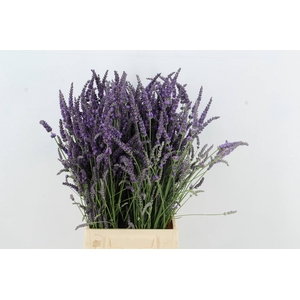 LAVANDULA ANGUST BOS