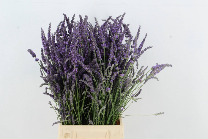 <h4>LAVANDULA ANGUST BOS</h4>