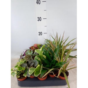 Planten  ..mix
