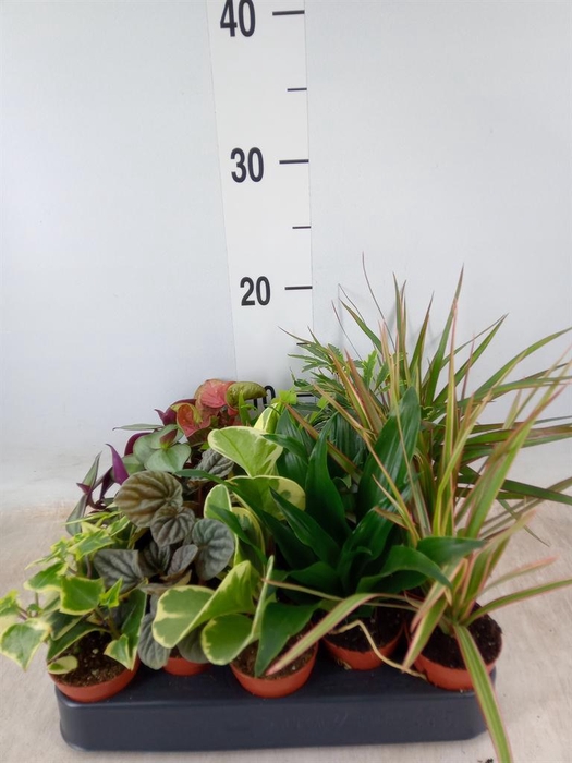 <h4>Planten  ..mix</h4>