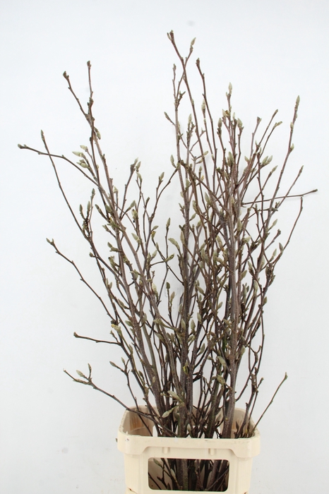 <h4>MAGNOLIA GRANDIFLORA X12</h4>