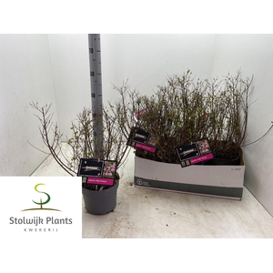 SPI JAP LITTLE PRINC