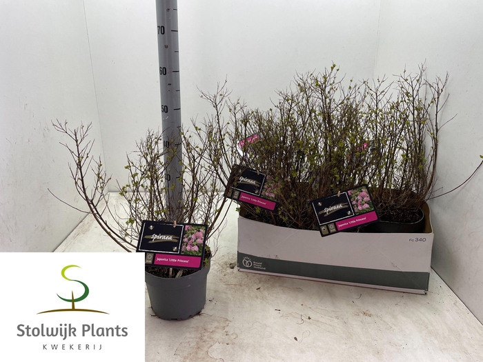 <h4>SPI JAP LITTLE PRINC</h4>