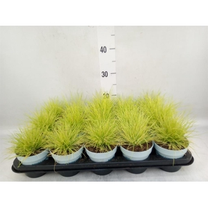 Festuca glauca 'Amigold'