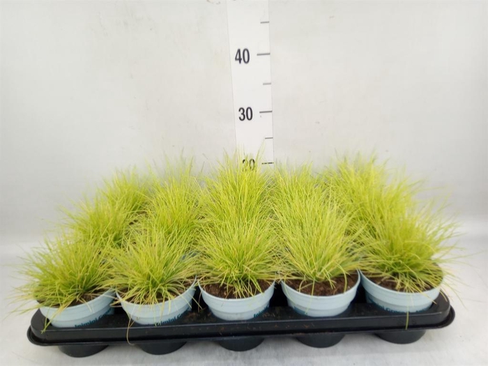 <h4>Festuca glauca 'Amigold'</h4>