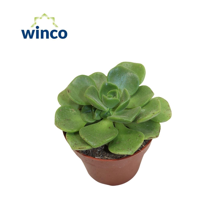 <h4>Aeonium 'Lily Pad'</h4>