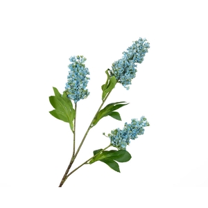 Buddleja Blue