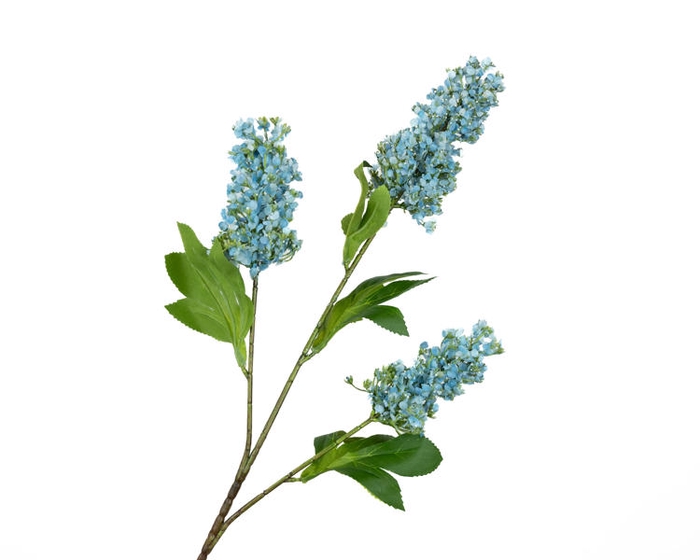 <h4>Buddleja Blue</h4>