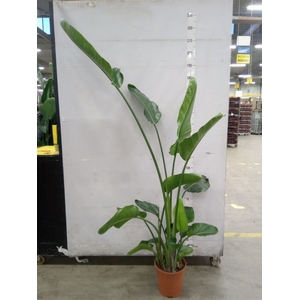 Strelitzia nicolai
