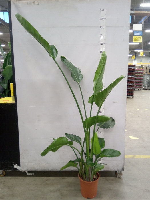 <h4>Strelitzia nicolai</h4>