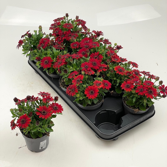 <h4>OSTEO SUNNY CAMBRIA</h4>